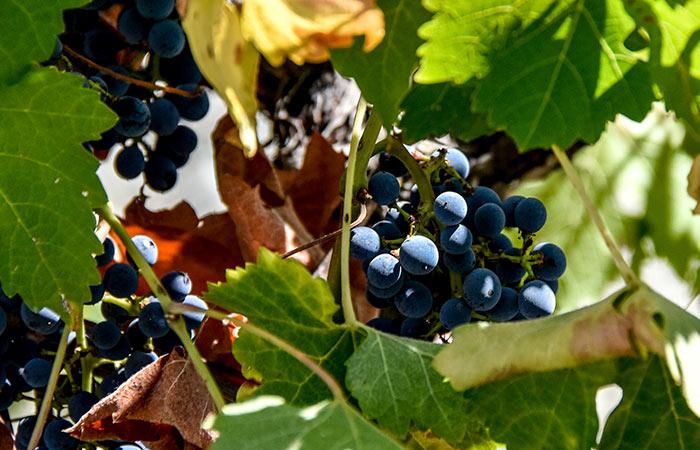 Поддержка виноградарства и овощеводства в России сократится в 2026 году