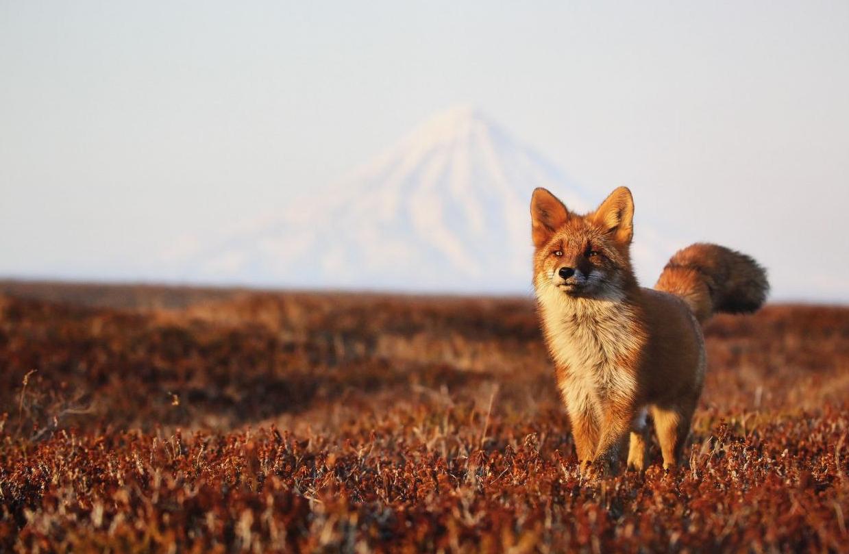 Банки сохранили высокий интерес к аукционам ОФЗ в январе