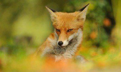 IT-компаниям увеличили налоговые льготы: ставка по налогу на прибыль — 5%